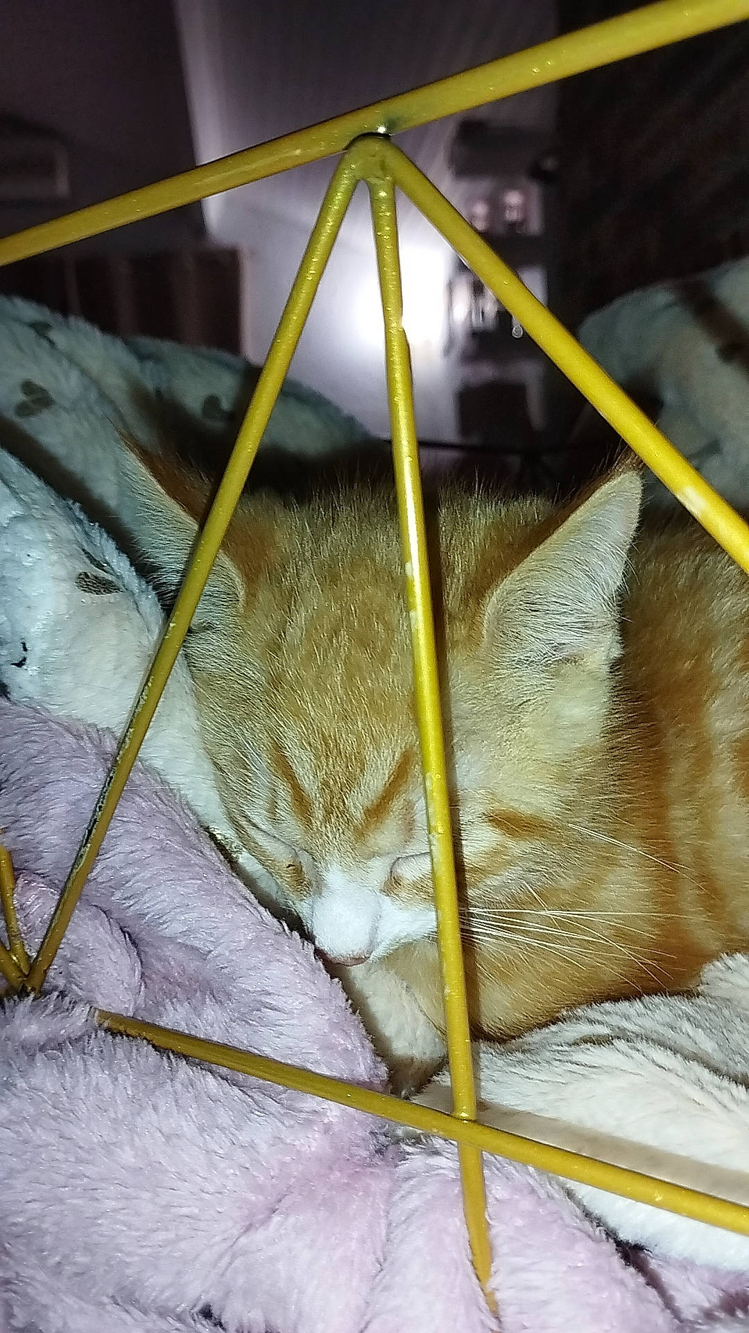 Naya participe au concours pour gagner de l'argent avec cette photo : bat, domestic_short_haired_cat, fawn, felidae, fur, linens, metal, net, rodent, rope, small_to_medium_sized_cats, snout, snow, tail, terrestrial_animal, thread, twig, whiskers, wildlife, wood