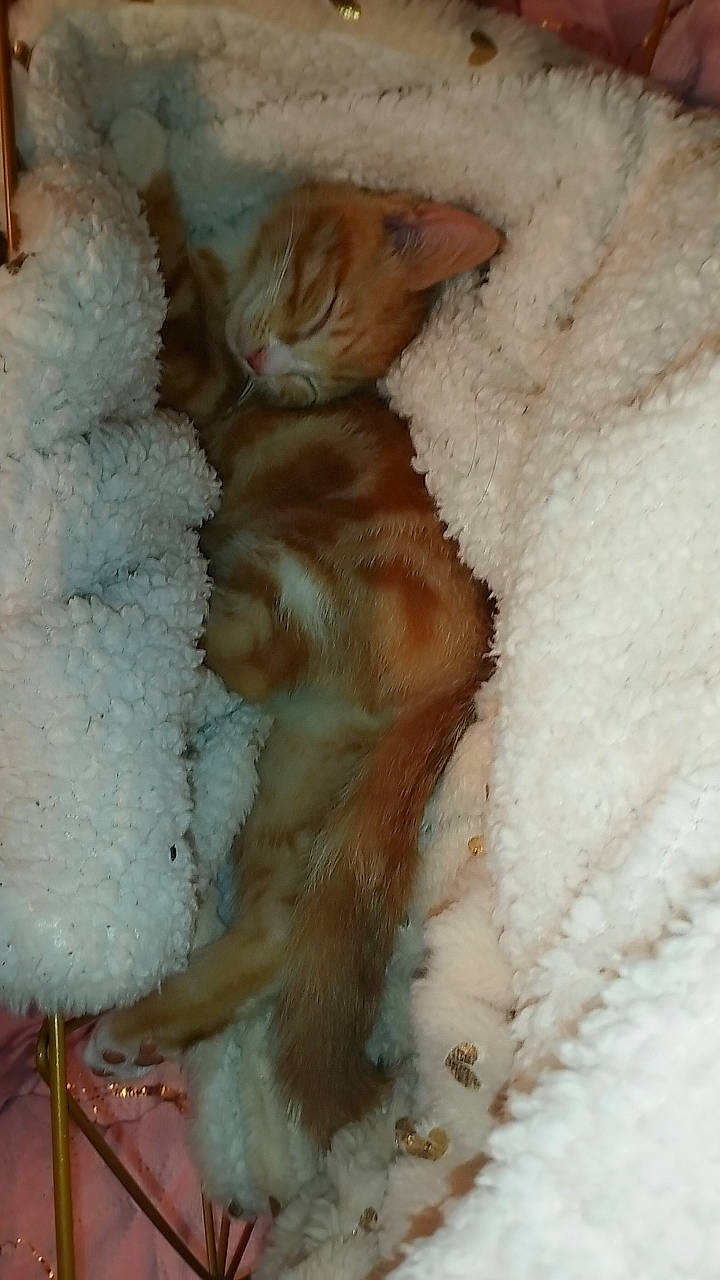 Naya participe au concours pour gagner de l'argent avec cette photo : canidae, carnivore, chicken, comfort, companion_dog, dog_breed, fawn, feather, felidae, fur, galliformes, liver, livestock, poultry, small_to_medium_sized_cats, snout, sporting_group, tail, whiskers, wool