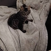 Naya a rejoint le concours — aidez-le/la à gagner de superbes lots ! kitten, cat, tabby, blanket, couch, furniture, indoor, pet, animal, fur, cozy, soft, relaxed, looking, curious, home, comfort, resting, cute, small