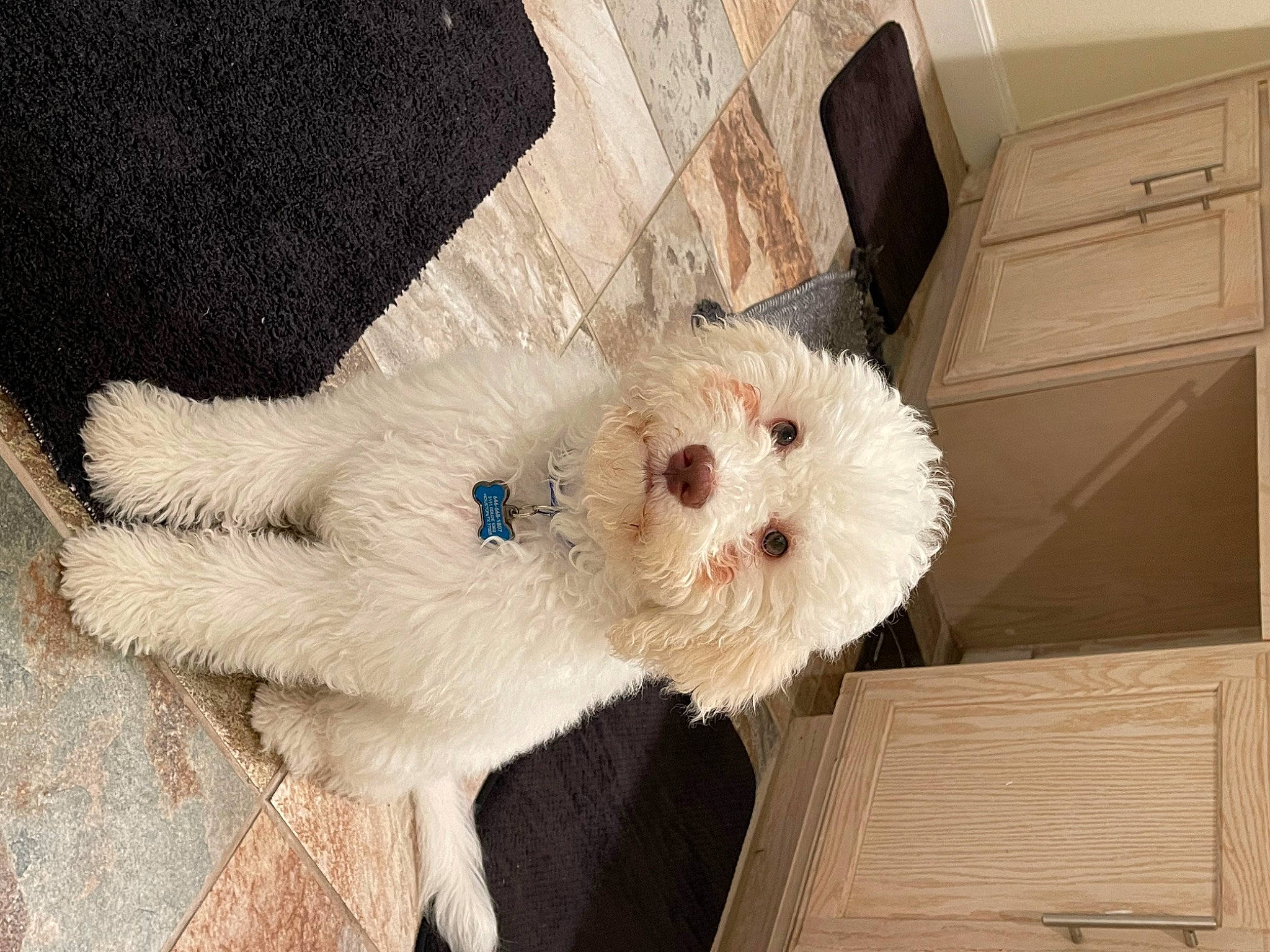 Bartolo is registered to the contest to win money with this photo: canidae, carnivore, cockapoo, companion_dog, dog, dog_breed, fawn, flooring, fur, hardwood, maltepoo, small_terrier, snout, sporting_group, stuffed_toy, tail, terrier, toy_dog, whiskers, wood