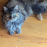 Meloni is registered to the contest to win money with this photo: cat, tabby, long_hair, green_eyes, pet, animal, indoor, wooden_floor, feline, fluffy, relaxed, looking_at_camera, domestic_cat, cute, whiskers, ears, tail, paw, fur, natural_light