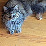 cat, tabby, long_hair, green_eyes, pet, animal, indoor, wooden_floor, feline, fluffy, relaxed, looking_at_camera, domestic_cat, cute, whiskers, ears, tail, paw, fur, natural_light