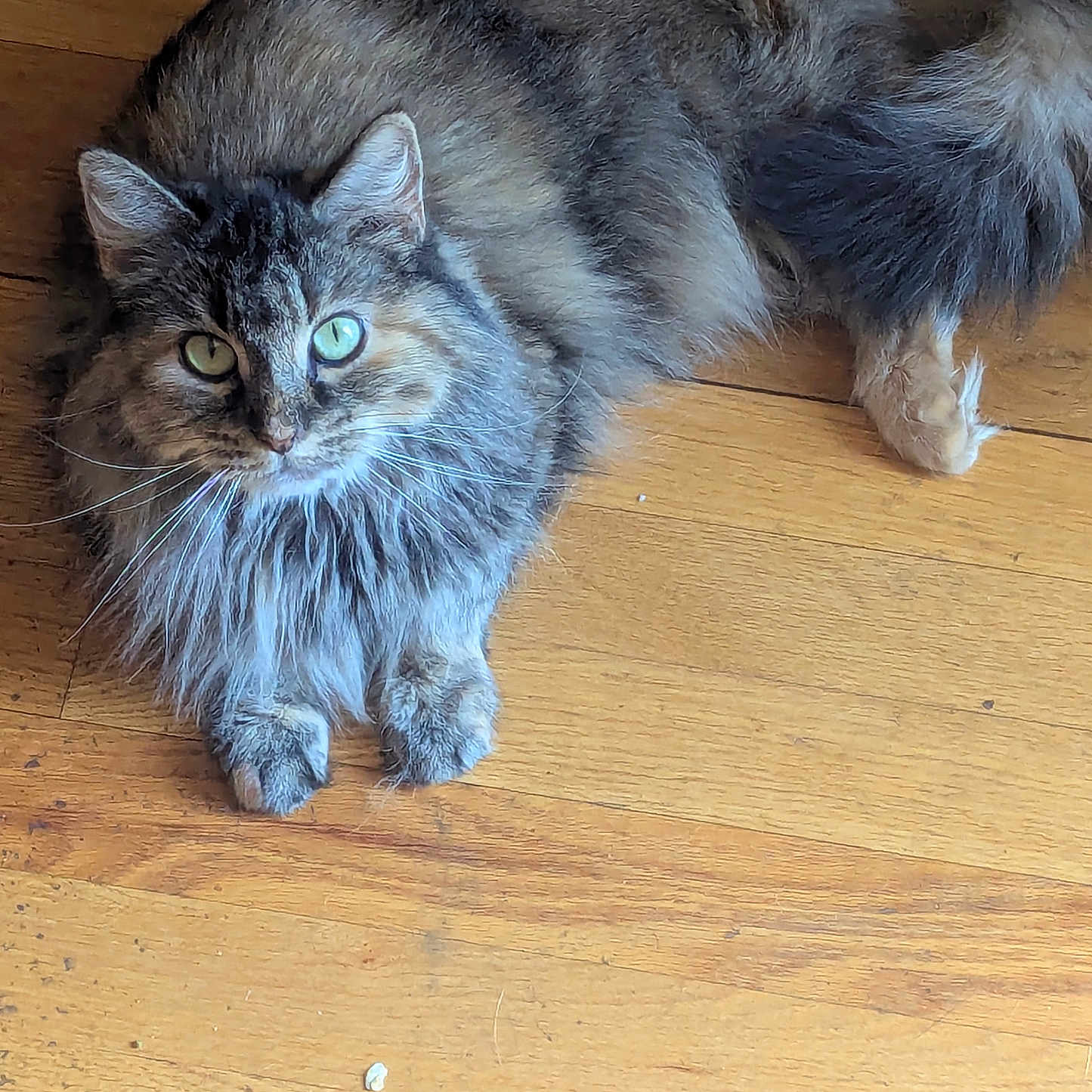 Meloni is registered to the contest to win money with this photo: animal, cat, cute, domestic_cat, ears, feline, fluffy, fur, green_eyes, indoor, long_hair, looking_at_camera, natural_light, paw, pet, relaxed, tabby, tail, whiskers, wooden_floor