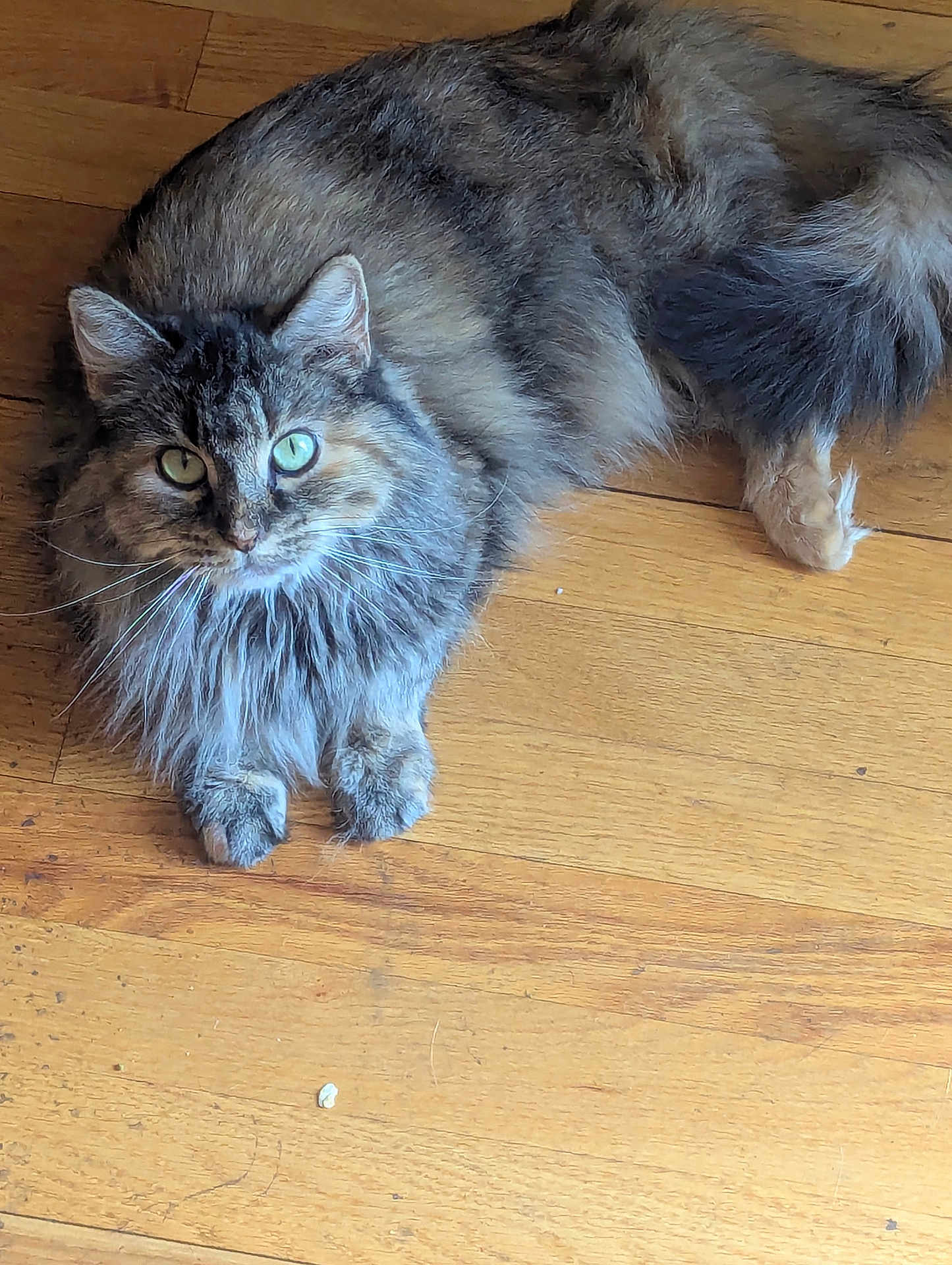 Meloni is registered to the contest to win money with this photo: cat, tabby, long_hair, green_eyes, pet, animal, indoor, wooden_floor, feline, fluffy, relaxed, looking_at_camera, domestic_cat, cute, whiskers, ears, tail, paw, fur, natural_light