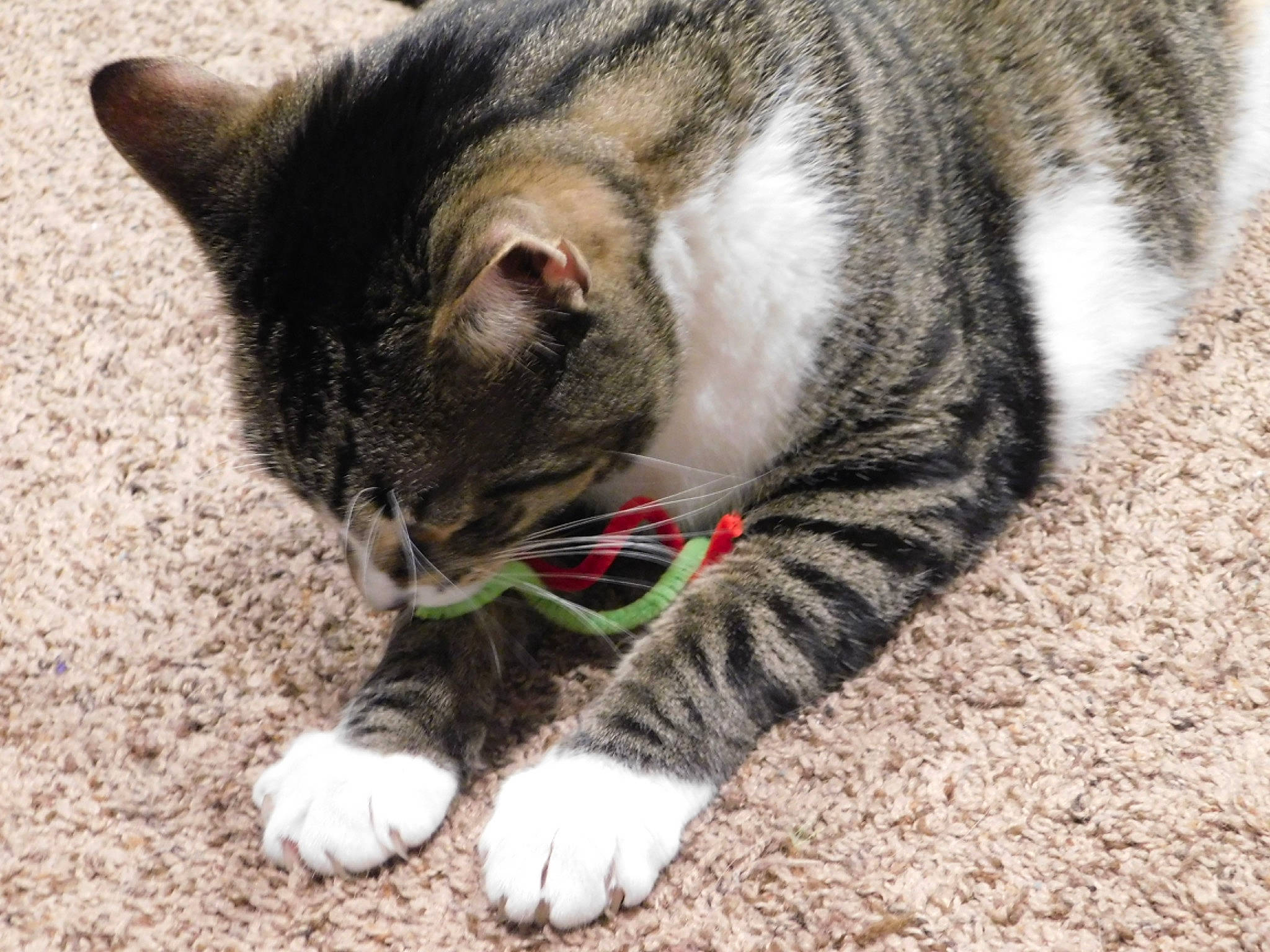 Harley is registered to the contest to win money with this photo: carnivore, cat, claw, domestic_short_haired_cat, felidae, foot, fur, grass, paw, road_surface, small_to_medium_sized_cats, tail, terrestrial_animal, tree, whiskers