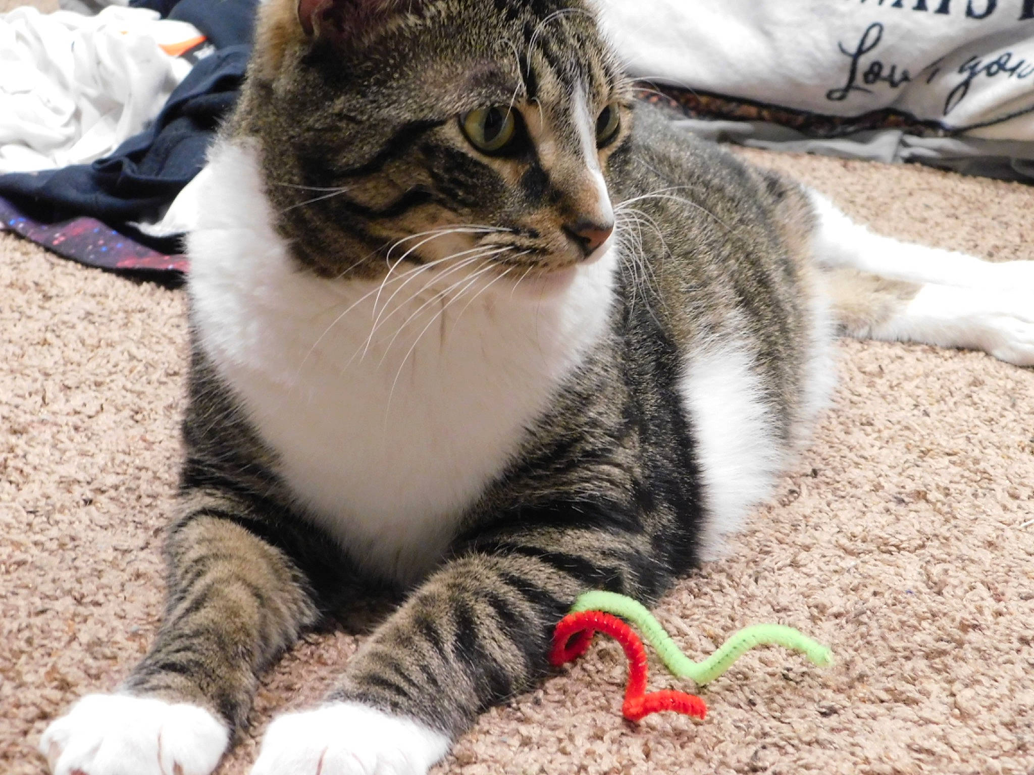 Harley joined the competition — help win amazing prizes! carnivore, cat, claw, domestic_short_haired_cat, felidae, foot, fur, grass, paw, photo_caption, sitting, small_to_medium_sized_cats, snout, soil, tail, terrestrial_animal, tree, whiskers, wildlife