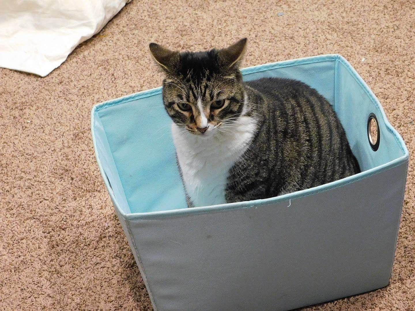 Harley is registered to the contest to win money with this photo: box, cardboard, carnivore, cat, cat_supply, domestic_short_haired_cat, felidae, fur, grass, paw, pet_supply, rectangle, small_to_medium_sized_cats, snout, tail, terrestrial_animal, whiskers, window