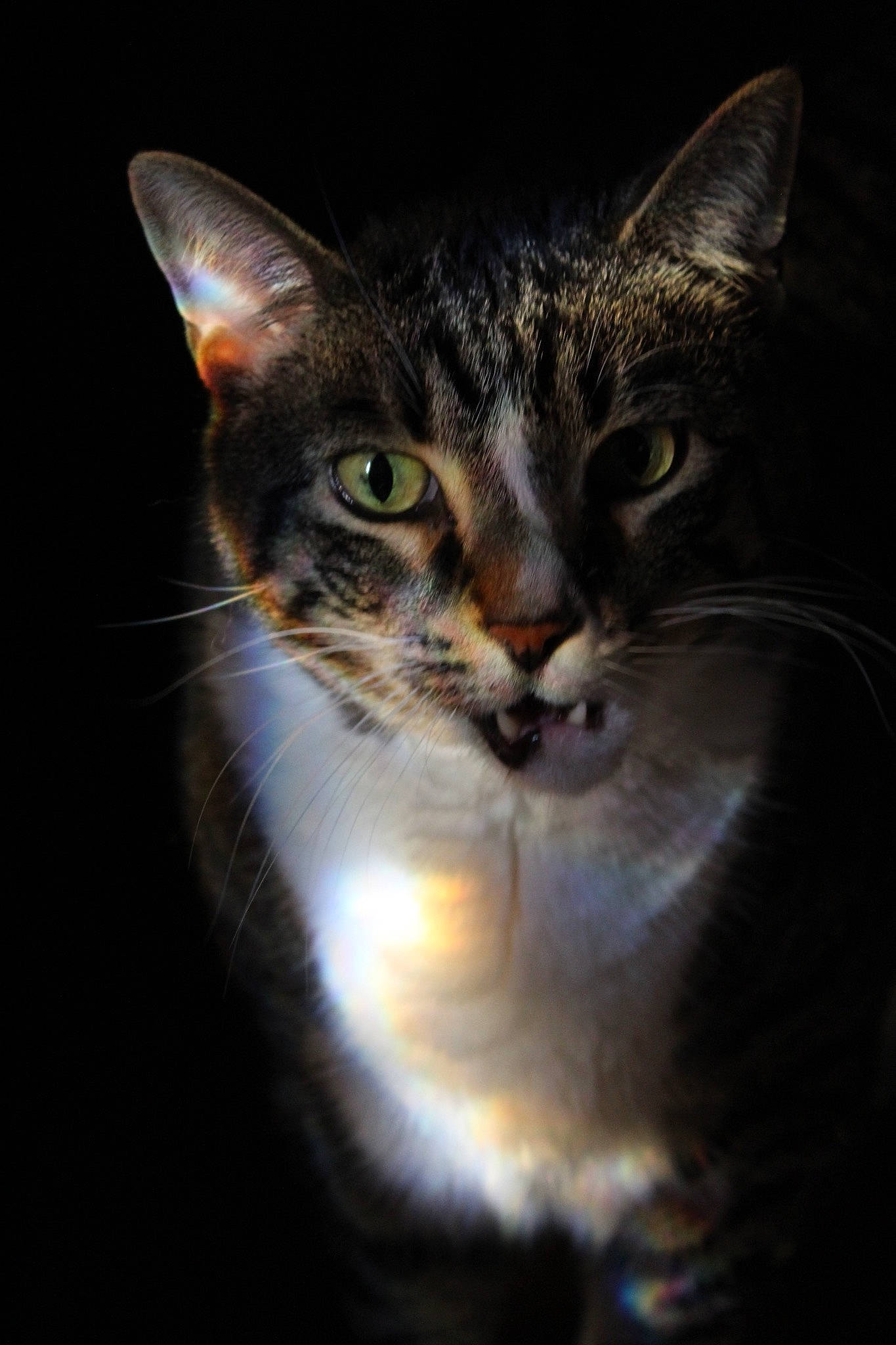 Harley joined the competition — help win amazing prizes! art, carnivore, cat, darkness, domestic_short_haired_cat, eye, felidae, fur, grass, iris, macro_photography, night, reflection, small_to_medium_sized_cats, snout, still_life_photography, terrestrial_animal, tree, whiskers, wildlife