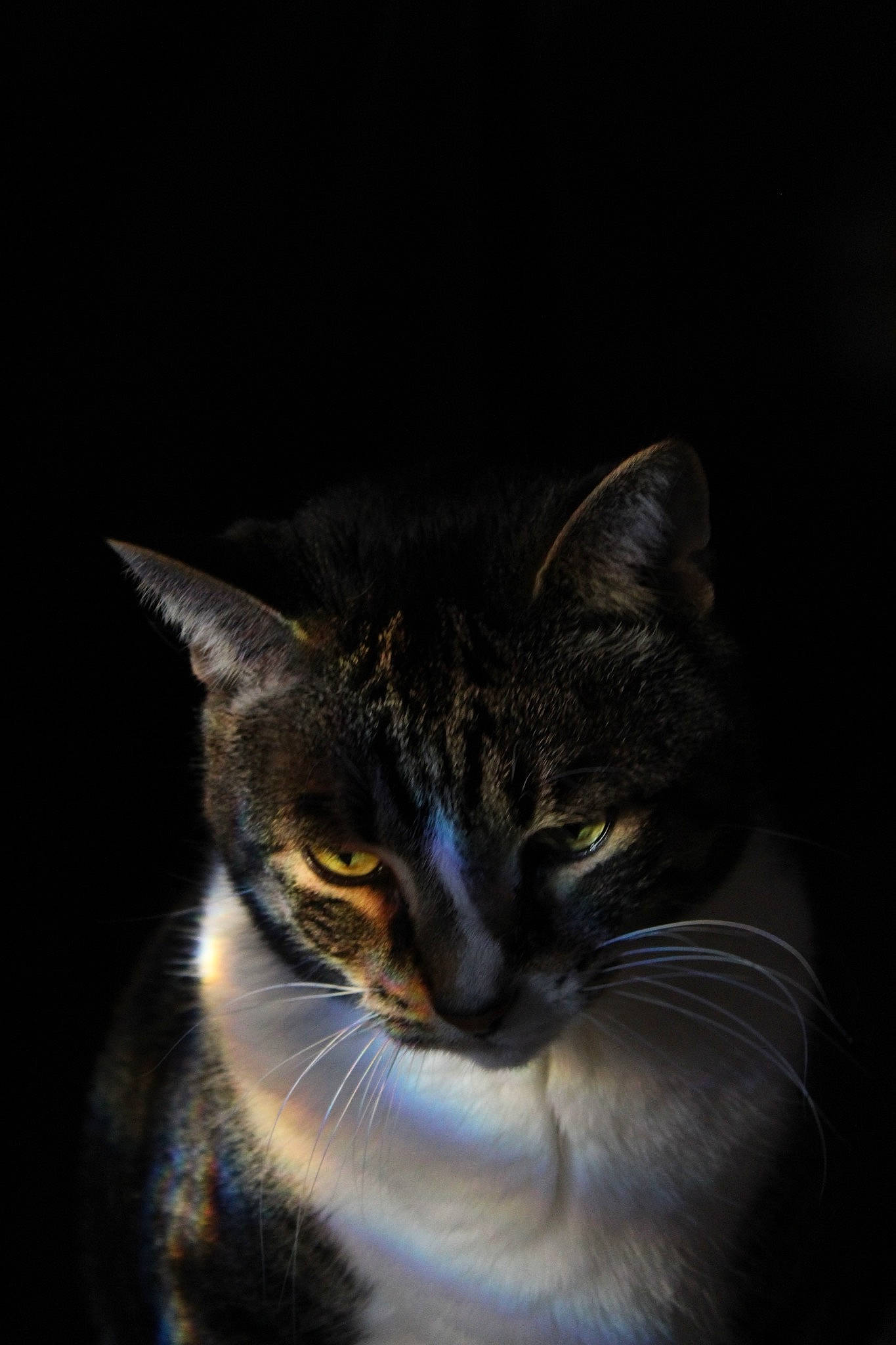 Harley is registered to the contest to win money with this photo: carnivore, cat, darkness, domestic_short_haired_cat, felidae, fur, midnight, night, small_to_medium_sized_cats, snout, terrestrial_animal, tree, whiskers, wildlife, window