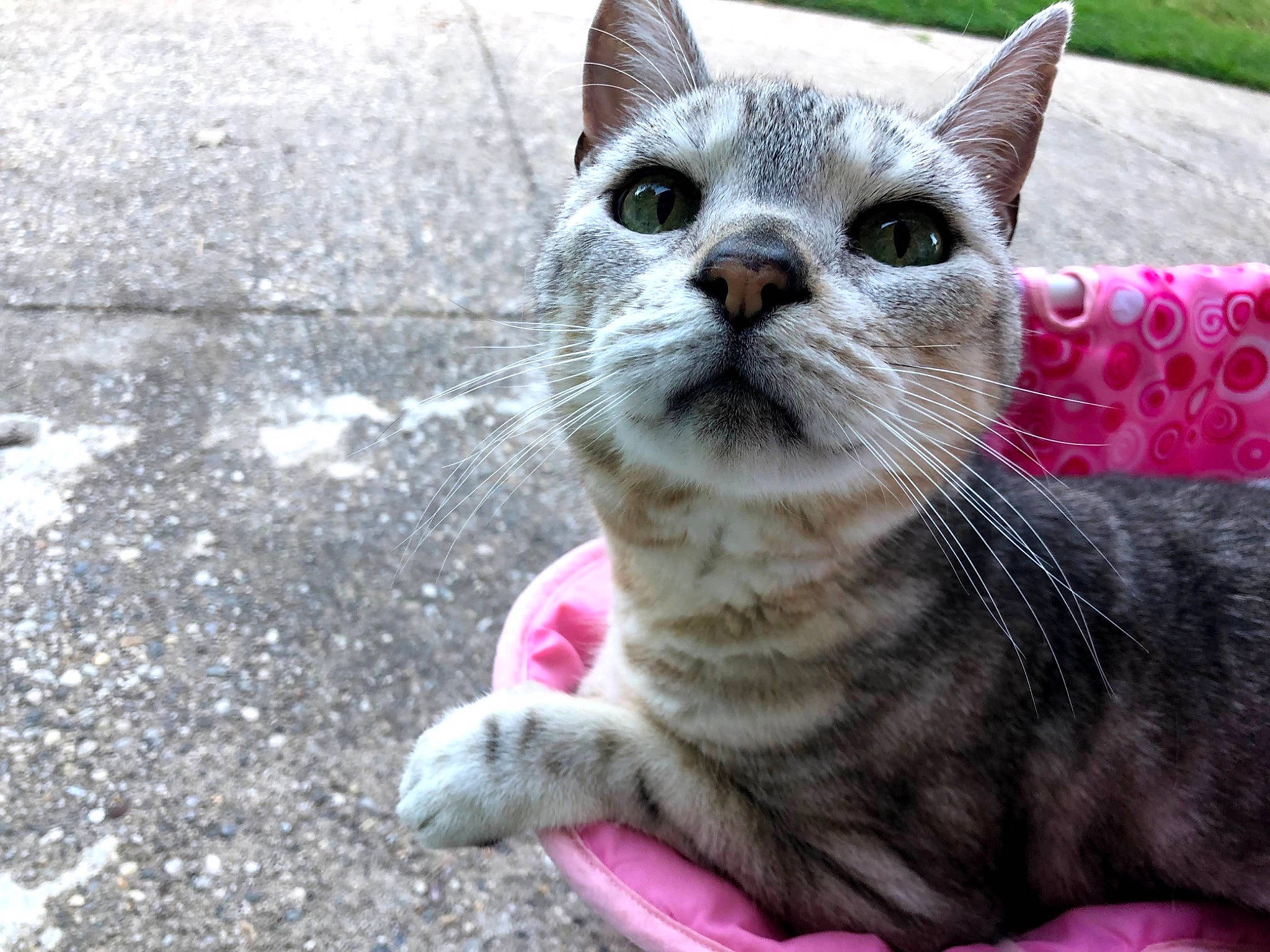 Juliet is registered to the contest to win money with this photo: carnivore, cat, claw, domestic_short_haired_cat, event, felidae, fur, grass, paw, road_surface, small_to_medium_sized_cats, snout, tail, terrestrial_animal, whiskers, wildlife