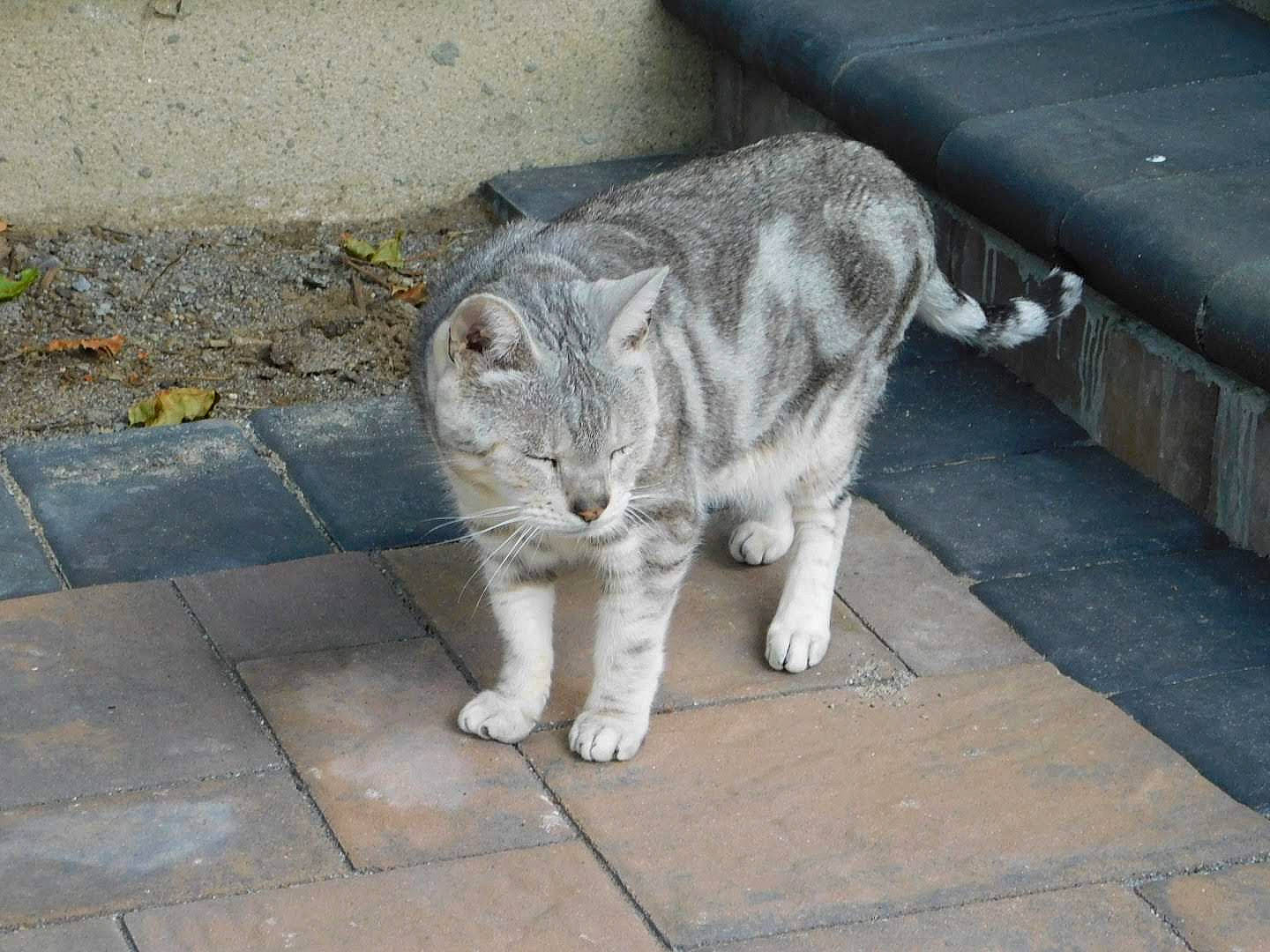 Juliet joined the competition — help win amazing prizes! asphalt, carnivore, cat, cement, concrete, curb, domestic_short_haired_cat, eye, felidae, flooring, fur, grey, paw, road_surface, sidewalk, small_to_medium_sized_cats, snout, tail, terrestrial_animal, whiskers