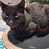 black_cat, cat, pet, animal, feline, table, placemat, woven, indoor, fish_tank, aquarium, fur, whiskers, ears, tail, resting, close_up, household, patterned_tablecloth, domestic