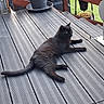 Réglisse participe au concours pour gagner de l'argent avec cette photo : cat, black_cat, animal, pet, outdoor, wooden_deck, plant, potted_plant, furniture, relaxed, lying_down, fur, tail, nature, garden, daylight, greenery, calm, domestic_animal, resting
