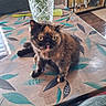 cat, tortoiseshell_cat, pet, animal, table, glass_table, vase, plants, leaf_pattern, home_interior, decor, shelf, figurines, floor_tiles, indoor, furniture, curiosity, tongue_out, close_up, cute
