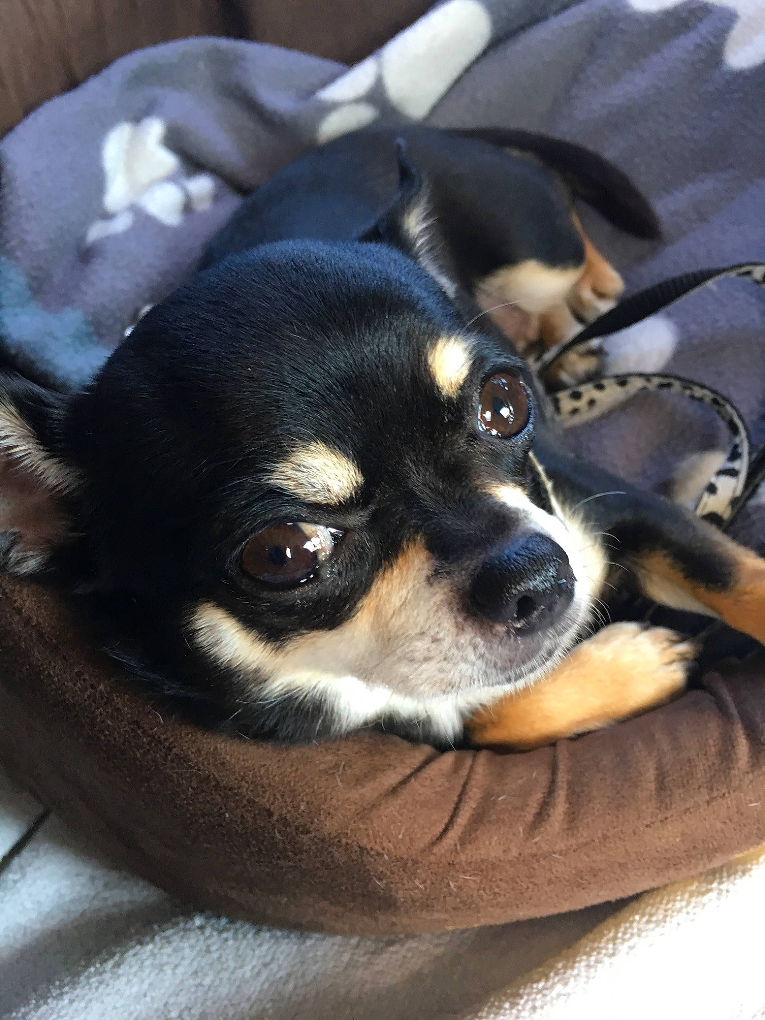 Réglisse participe au concours pour gagner de l'argent avec cette photo : canidae, carnivore, chihuahua, companion_dog, dog, dog_breed, english_toy_terrier, mammal, miniature_fox_terrier, miniature_pinscher, prazsky_krysarik, puppy, rare_breed_dog, rat_terrier, russkiy_toy, snout, toy_dog, toy_fox_terrier, vertebrate, whiskers