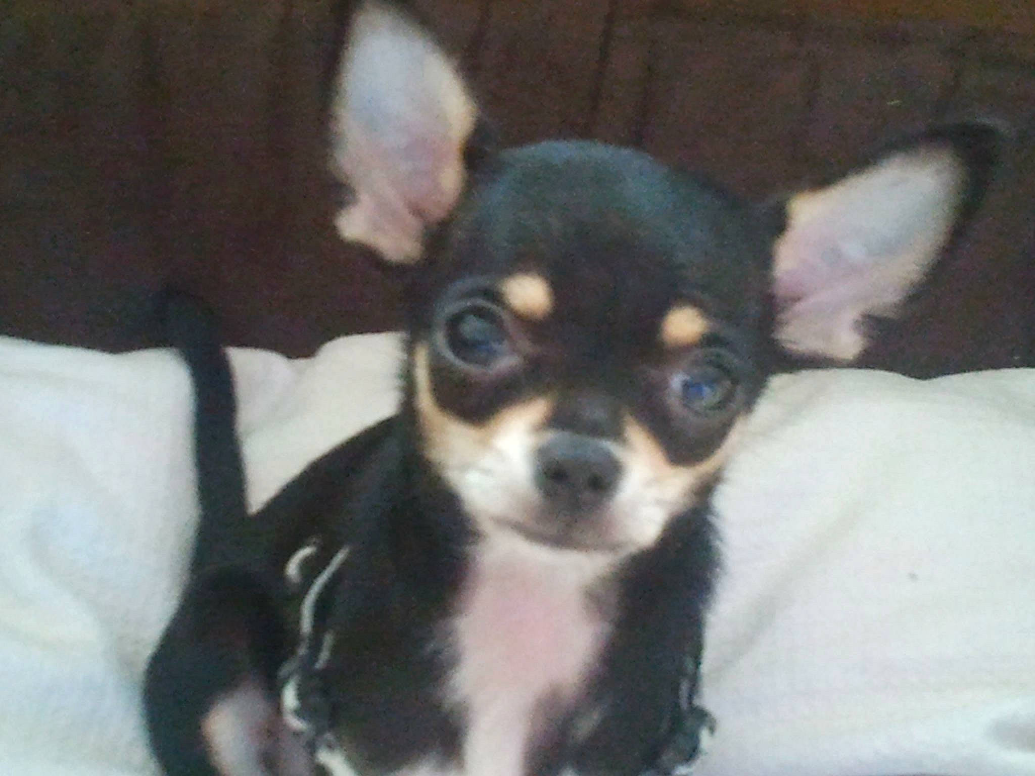 Réglisse participe au concours pour gagner de l'argent avec cette photo : canidae, carnivore, chihuahua, companion_dog, corgi_chihuahua, dog, dog_breed, english_toy_terrier, feist, mammal, miniature_fox_terrier, prazsky_krysarik, puppy, rare_breed_dog, snout, sporting_group, teddy_roosevelt_terrier, toy_dog, toy_fox_terrier, vertebrate