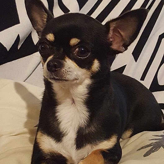 Réglisse participe au concours pour gagner de l'argent avec cette photo : canidae, carnivore, chihuahua, companion_dog, dog, dog_breed, ear, english_toy_terrier, fawn, mammal, prazsky_krysarik, puppy, russkiy_toy, snout, toy_dog, vertebrate, whiskers