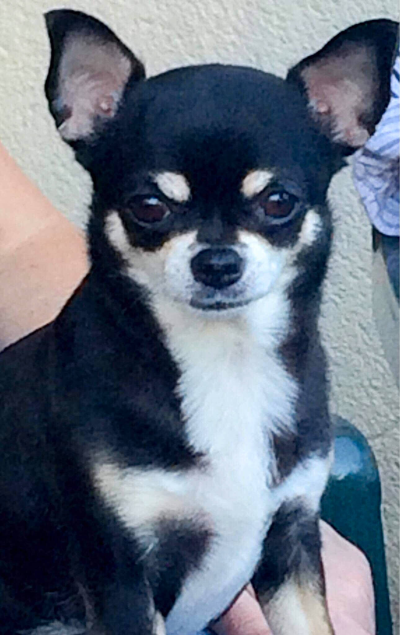 Réglisse a rejoint le concours — aidez-le/la à gagner de superbes lots ! ancient_dog_breeds, canidae, carnivore, chihuahua, companion_dog, corgi_chihuahua, dog, dog_breed, english_toy_terrier, fawn, mammal, miniature_fox_terrier, puppy, rare_breed_dog, snout, toy_dog, vertebrate, whiskers