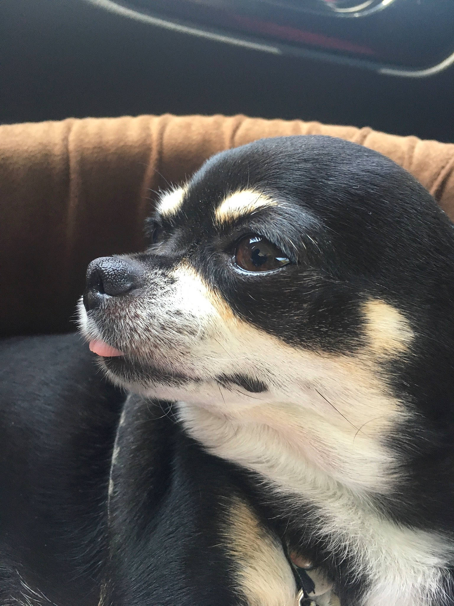 Réglisse participe au concours pour gagner de l'argent avec cette photo : canidae, carnivore, chihuahua, companion_dog, dog, dog_breed, mammal, puppy, snout, sporting_group, toy_dog, vertebrate, whiskers