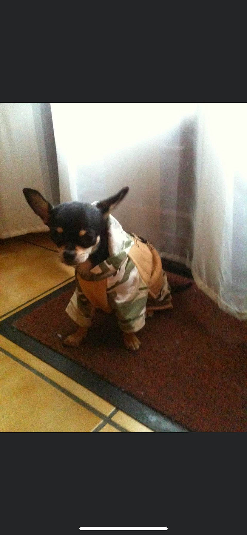 Réglisse a rejoint le concours — aidez-le/la à gagner de superbes lots ! carnivore, chihuahua, companion_dog, dog, dog_breed, dog_clothes, dog_supply, fawn, felidae, fictional_character, floor, flooring, french_bulldog, fur, tail, toy, toy_dog, whiskers, wood, working_animal