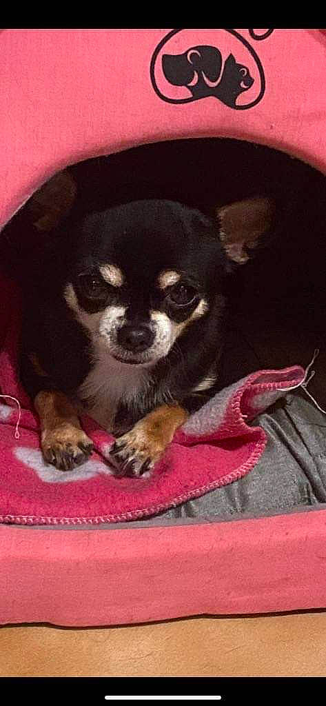 Réglisse a rejoint le concours — aidez-le/la à gagner de superbes lots ! canidae, carnivore, comfort, companion_dog, corgi_chihuahua, dog, dog_breed, dog_supply, fawn, fur, magenta, non_sporting_group, pattern, puppy, snout, sporting_group, terrestrial_animal, toy_dog, working_animal