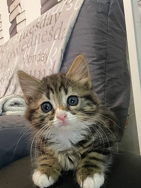 Ulcère participe au concours pour gagner de l'argent avec cette photo : box, carnivore, cat, claw, domestic_short_haired_cat, felidae, fur, linens, paw, small_to_medium_sized_cats, snout, terrestrial_animal, whiskers