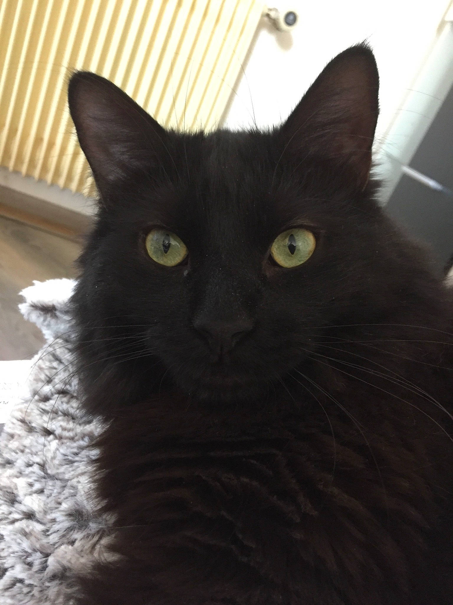 Spooky participe au concours pour gagner de l'argent avec cette photo : black_cat, carnivore, cat, domestic_short_haired_cat, felidae, fur, small_to_medium_sized_cats, snout, terrestrial_animal, whiskers