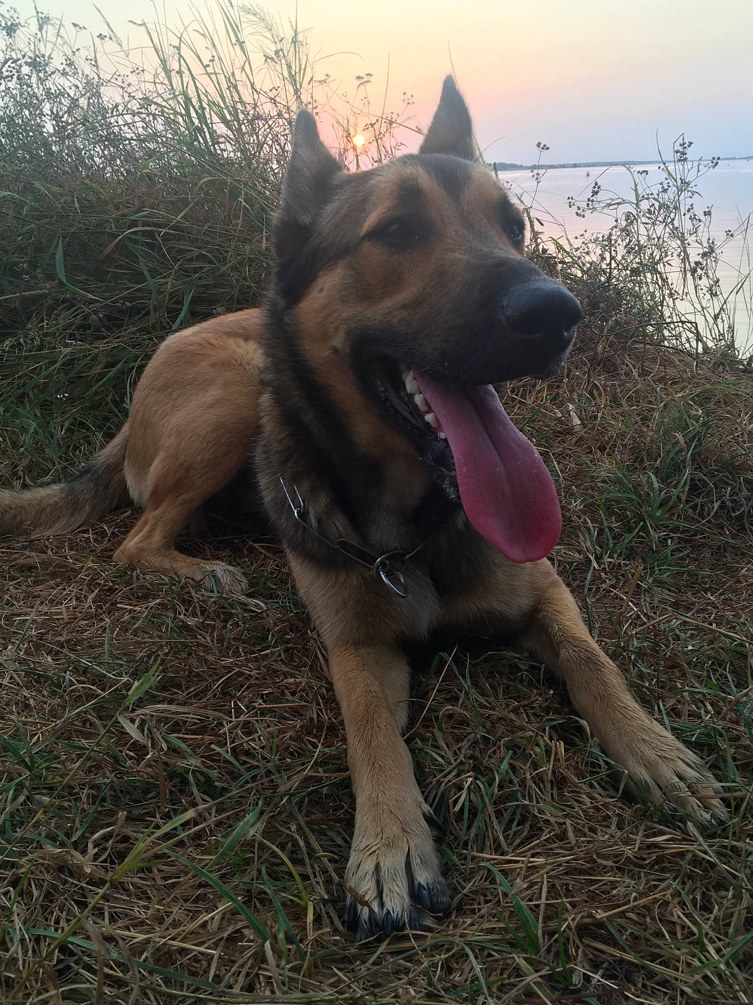 Olympe participe au concours pour gagner de l'argent avec cette photo : belgian_shepherd, belgian_shepherd_malinois, canidae, carnivore, dog, dog_breed, east_european_shepherd, fawn, german_shepherd_dog, king_shepherd, kunming_wolfdog, mammal, old_german_shepherd_dog, snout, vertebrate, working_dog