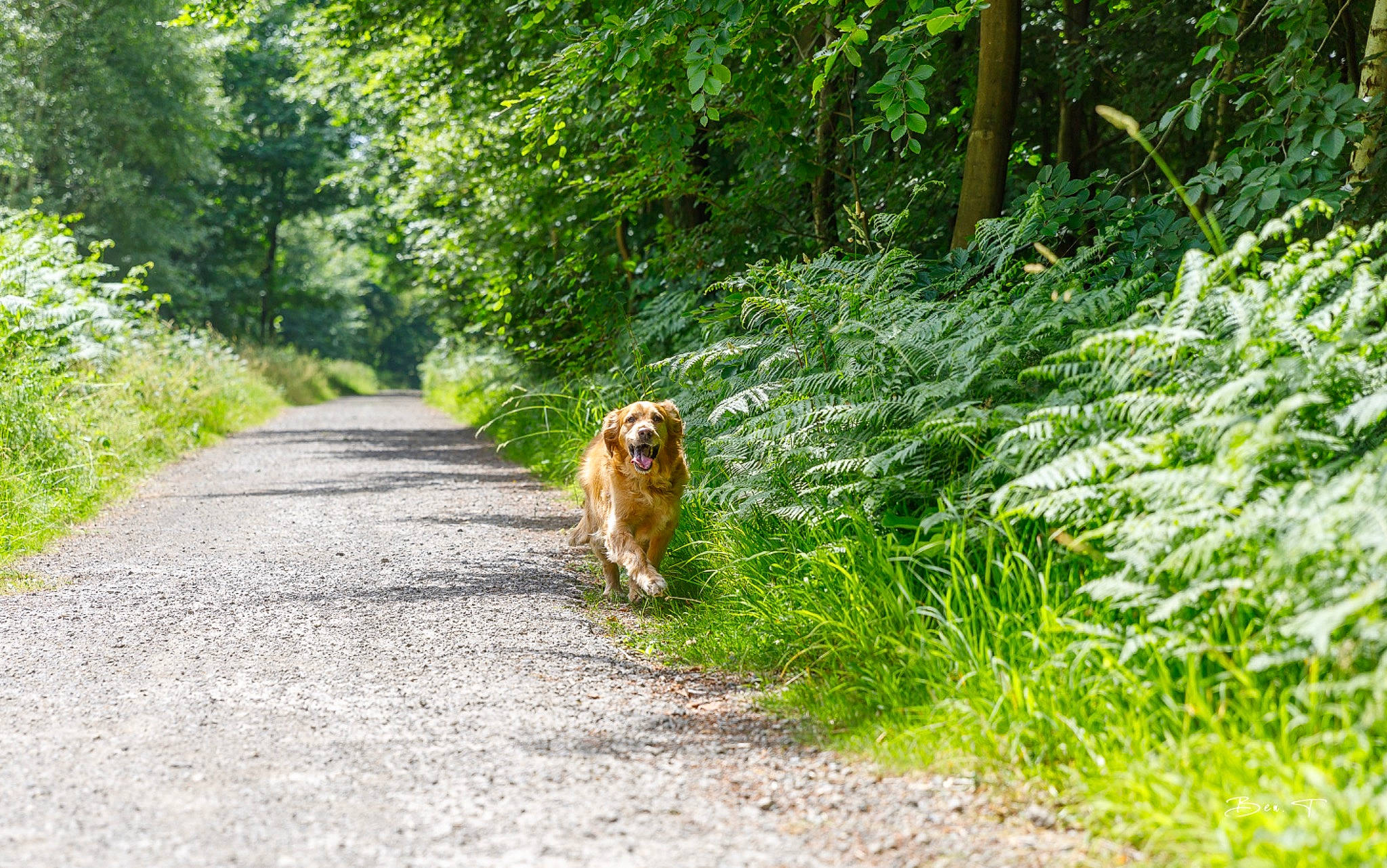 Aaron a rejoint le concours — aidez-le/la à gagner de superbes lots ! asphalt, canidae, carnivore, companion_dog, dog, dog_breed, fawn, forest, grass, groundcover, landscape, natural_landscape, plant, road, road_surface, sporting_group, tail, terrestrial_plant, tree, woodland