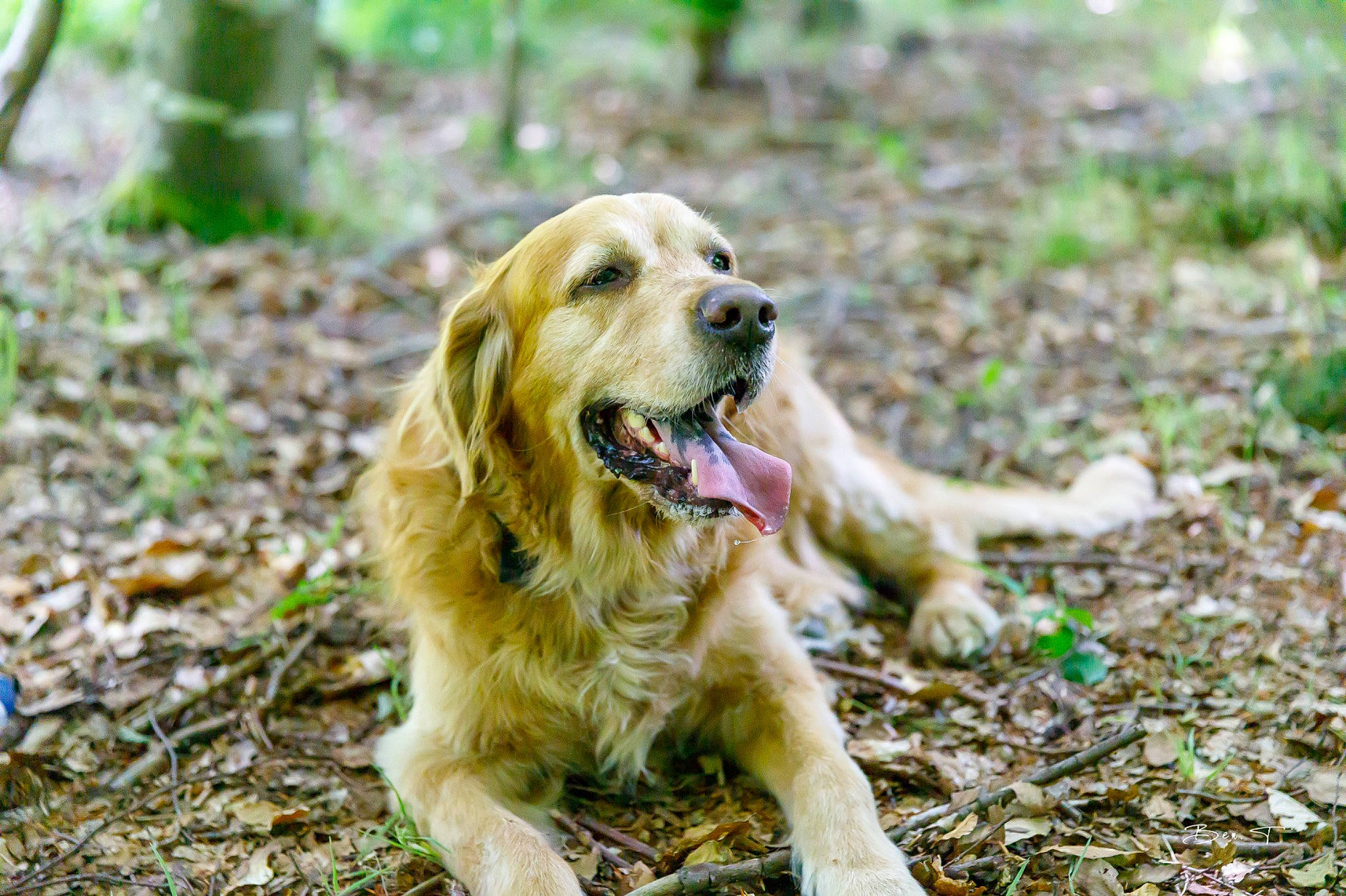 Aaron a rejoint le concours — aidez-le/la à gagner de superbes lots ! biting, canidae, carnivore, companion_dog, dog, dog_breed, fawn, fur, golden_retriever, grass, gun_dog, happy, people_in_nature, plant, retriever, soil, sporting_group, tree, woodland, working_dog