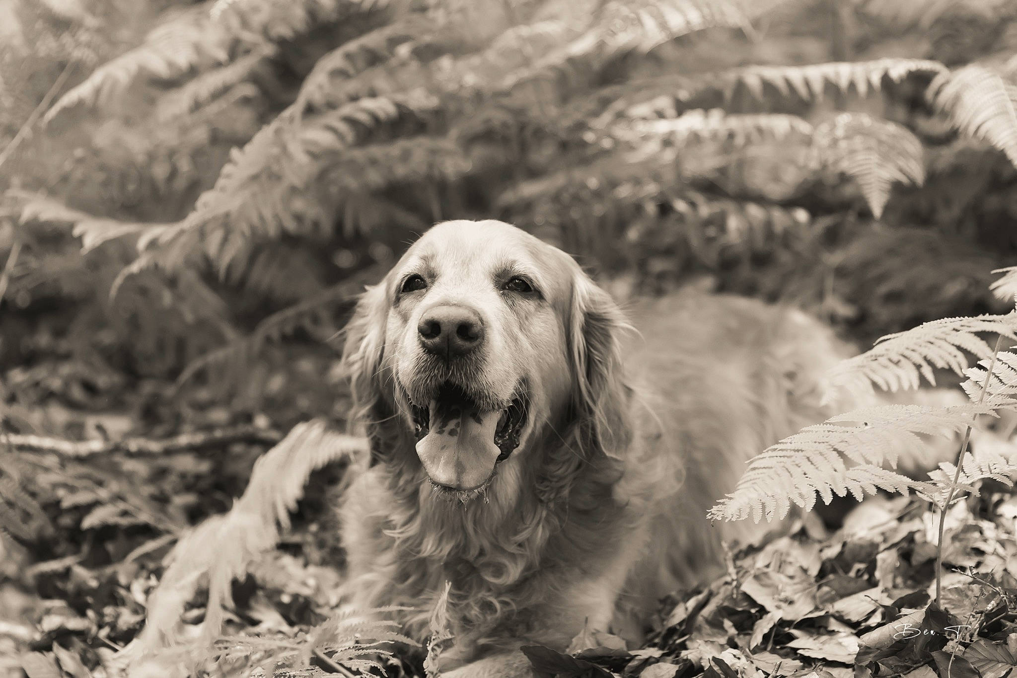 Aaron participe au concours pour gagner de l'argent avec cette photo : black_and_white, carnivore, companion_dog, dog, dog_breed, fur, grass, gun_dog, monochrome, monochrome_photography, nature, plant, rock, snout, sporting_group, style, terrestrial_animal, white, wilderness, working_animal