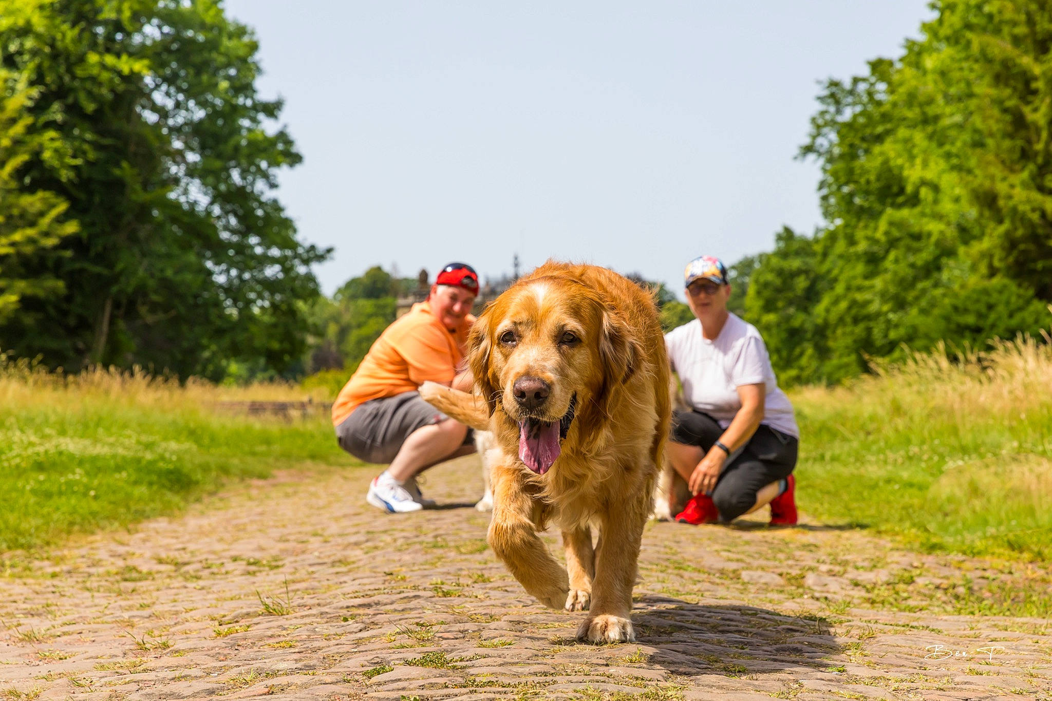 Aaron participe au concours pour gagner de l'argent avec cette photo : canidae, carnivore, companion_dog, dog, dog_breed, dog_hiking, fawn, grass, gun_dog, landscape, leash, leisure, people_in_nature, plant, recreation, retriever, sky, sporting_group, tree, working_animal