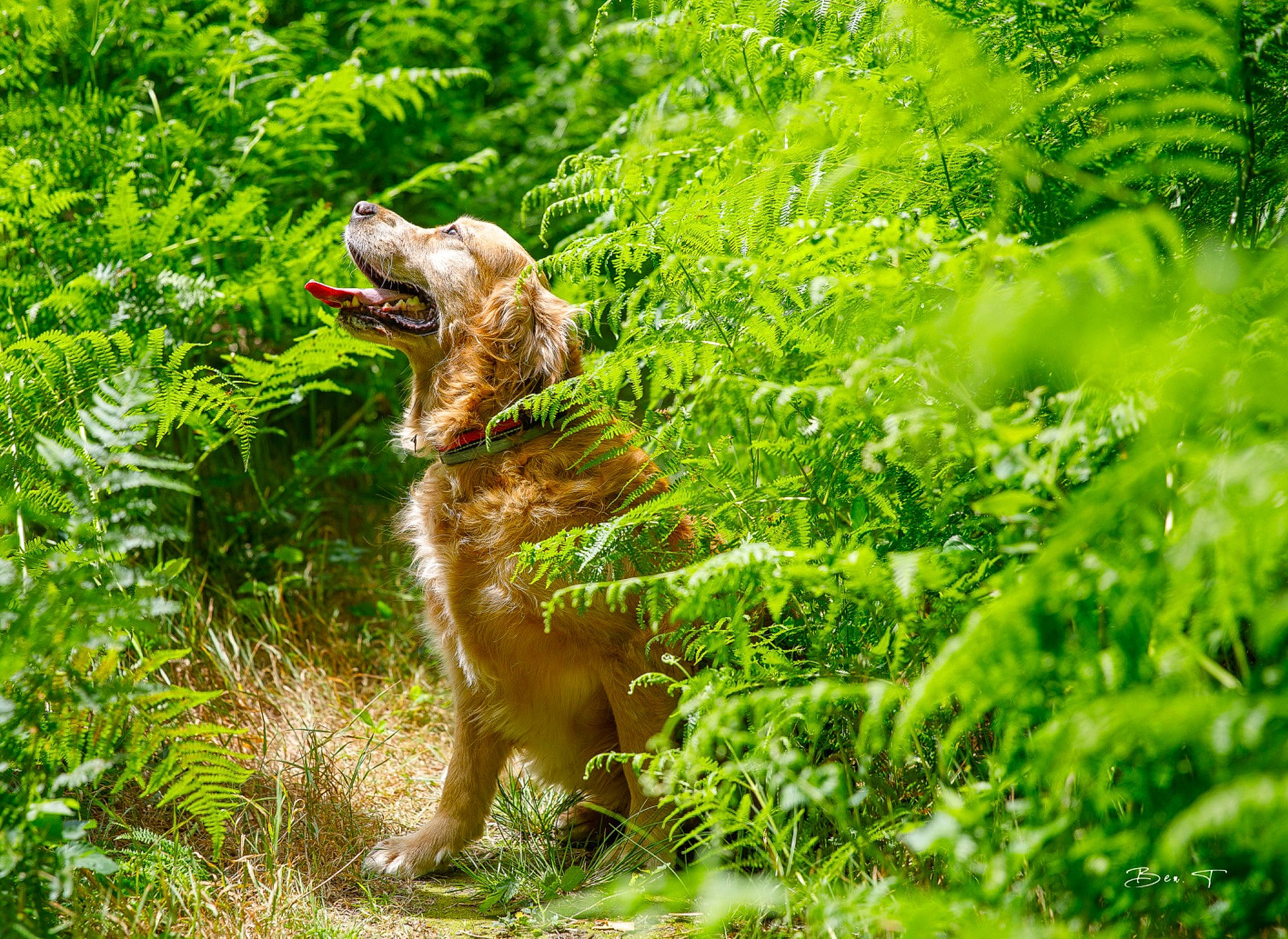 Aaron a rejoint le concours — aidez-le/la à gagner de superbes lots ! art, carnivore, dinosaur, dog_breed, felidae, forest, grass, groundcover, natural_landscape, people_in_nature, plant, sculpture, shrub, sporting_group, tail, terrestrial_animal, terrestrial_plant, tree, trunk, wood