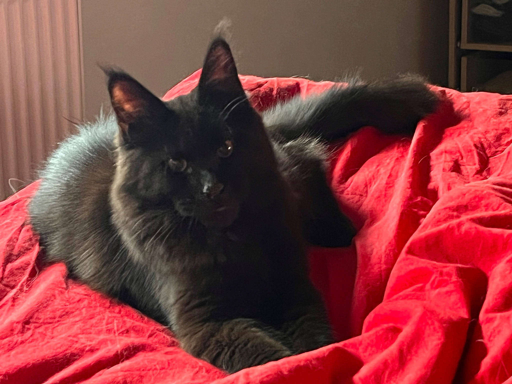 Sherkan participe au concours pour gagner de l'argent avec cette photo : black_cat, bombay, carmine, carnivore, cat, cat_supply, claw, comfort, coquelicot, domestic_short_haired_cat, felidae, fur, grey, nap, small_to_medium_sized_cats, snout, tail, terrestrial_animal, whiskers