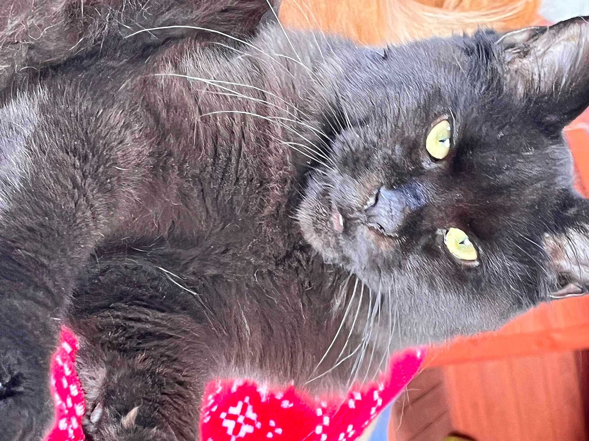 Sherkan a rejoint le concours — aidez-le/la à gagner de superbes lots ! black_cat, carnivore, cat, cat_supply, chartreux, claw, domestic_short_haired_cat, event, felidae, fur, grey, paw, russian_blue, small_to_medium_sized_cats, snout, tail, terrestrial_animal, whiskers