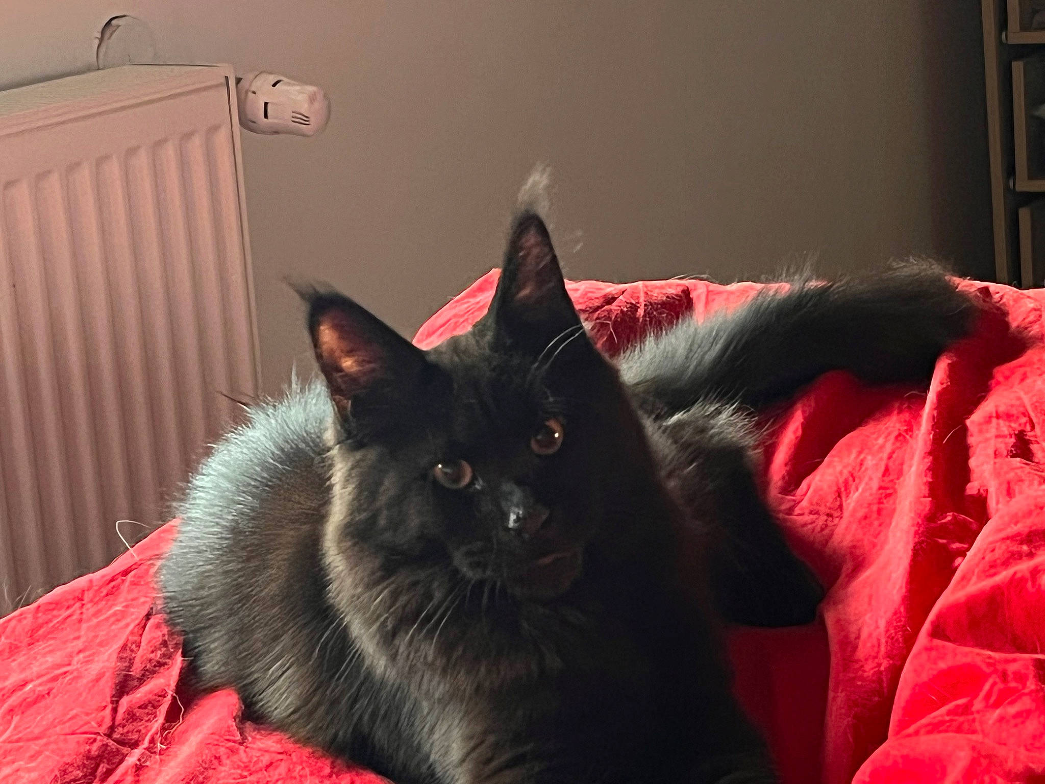 Sherkan participe au concours pour gagner de l'argent avec cette photo : black_cat, bombay, carnivore, cat, cat_supply, chartreux, claw, comfort, domestic_short_haired_cat, felidae, fur, grey, hardwood, linens, plant, room, small_to_medium_sized_cats, snout, tail, whiskers