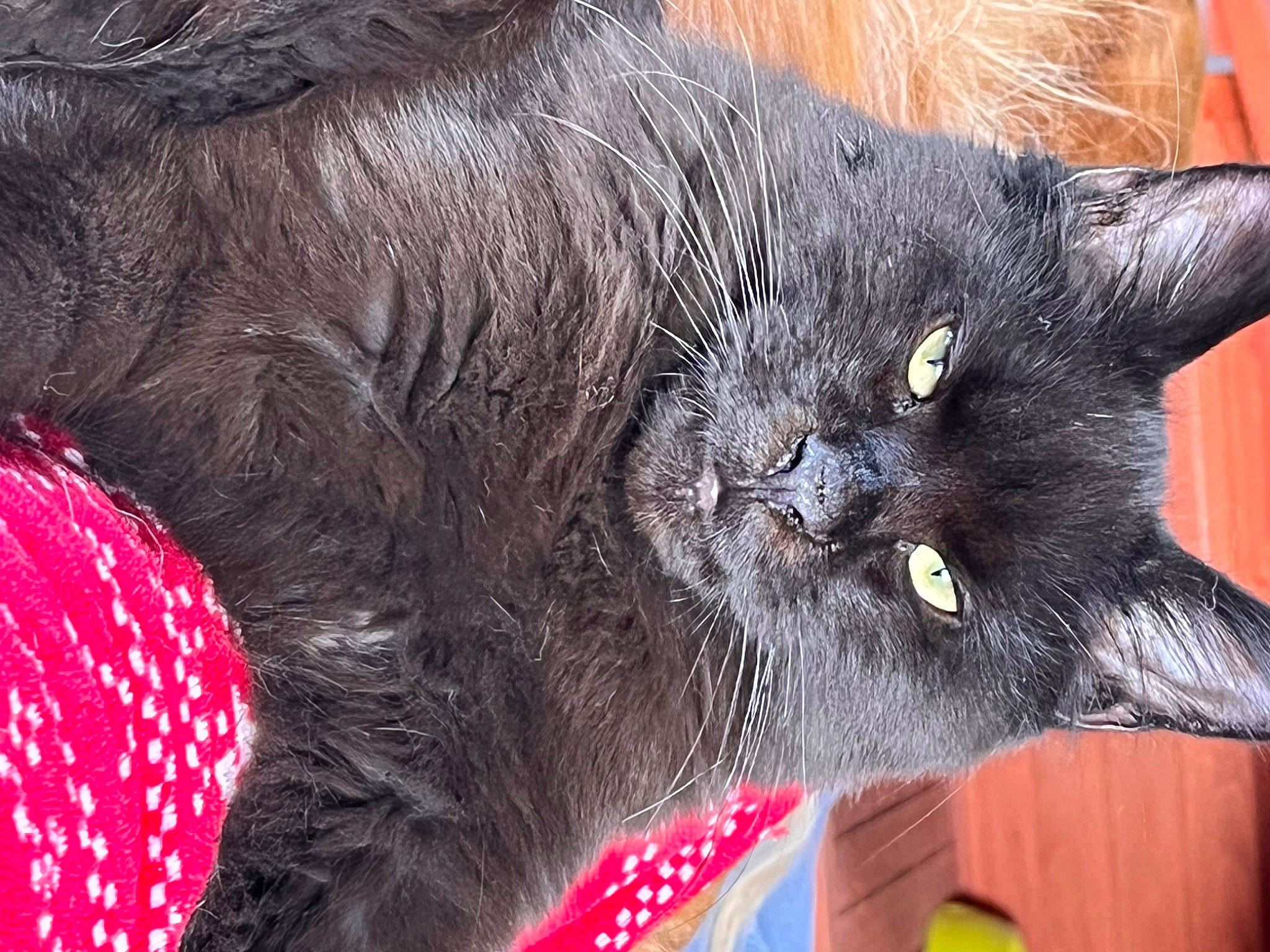 Sherkan a rejoint le concours — aidez-le/la à gagner de superbes lots ! black_cat, bombay, carmine, carnivore, cat, chartreux, claw, domestic_short_haired_cat, felidae, fur, grey, havana_brown, pattern, paw, red, small_to_medium_sized_cats, snout, tail, terrestrial_animal, whiskers