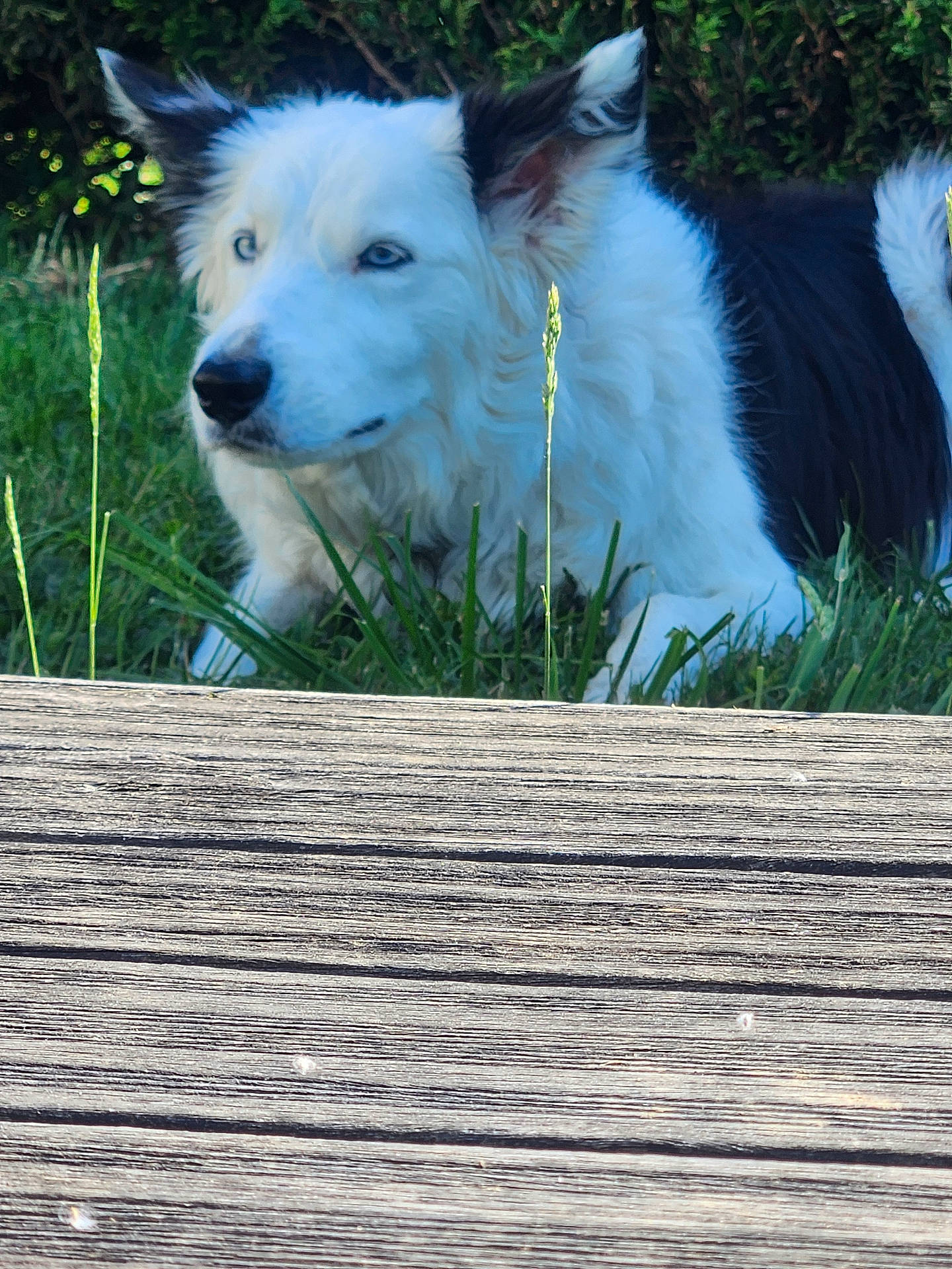 Tixie