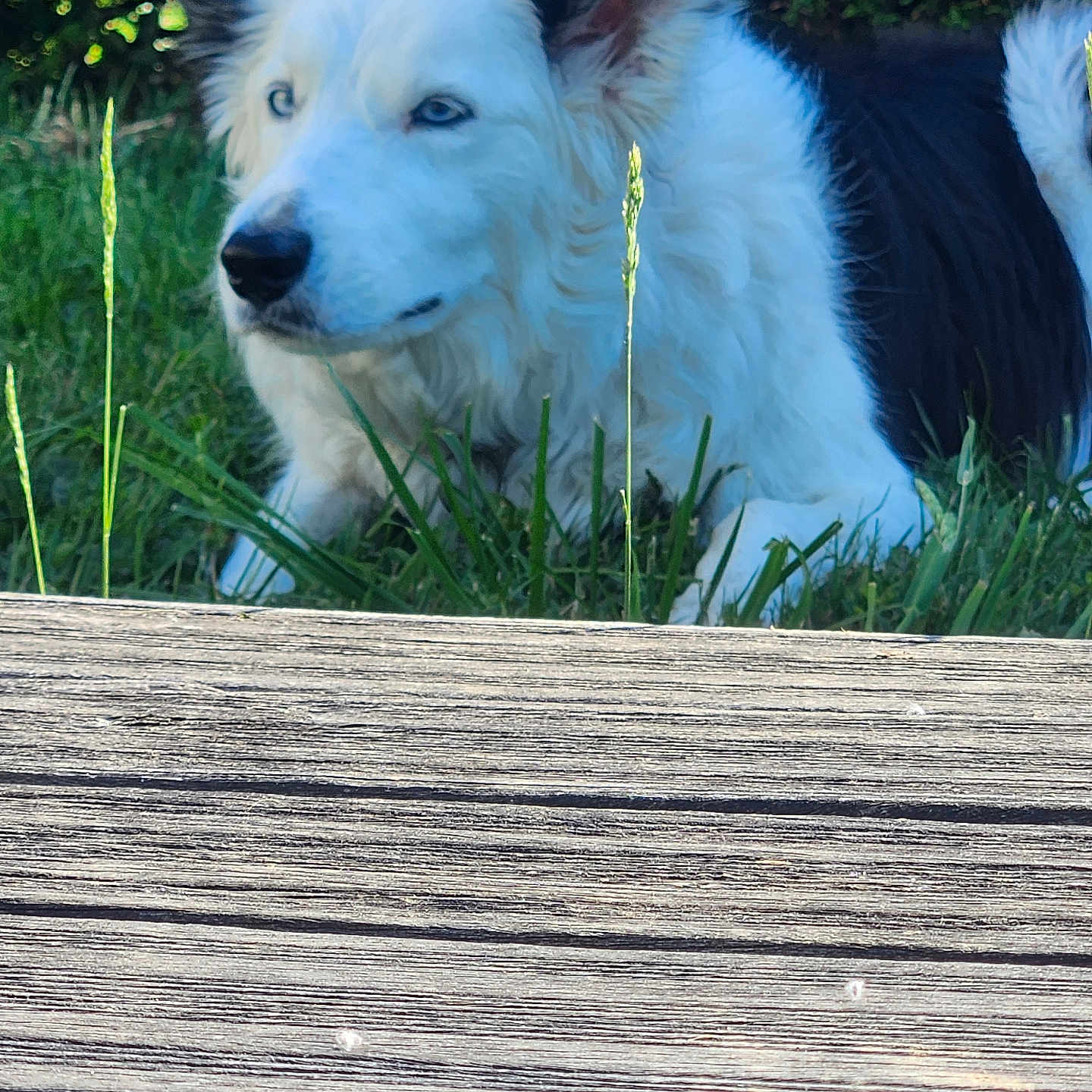 Tixie