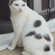 Louna a rejoint le concours — aidez-le/la à gagner de superbes lots ! cat, white_cat, black_spots, animal, pet, feline, sitting, outdoor, concrete, door, window, curious, fur, whiskers, ears, tail, side_view, close_up, domestic_cat, alert