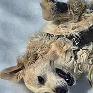 Oxbow participe au concours pour gagner de l'argent avec cette photo : dog, playful, snow, fur, ears, teeth, happy, pet, canine, outdoor, winter, curly_fur, collar, close_up, animal, muzzle, cute, lying_down, tongue, nose