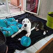 Tyron a rejoint le concours — aidez-le/la à gagner de superbes lots ! animal, ball, black_and_white, blanket, cushion, dog, door, floor, home, indoor, looking_at_camera, open_door, paw, pet, plant_pot, relaxed, resting, tile_floor, toy, window