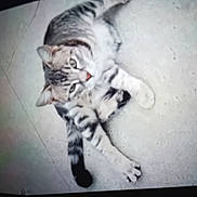 Leyo participe au concours pour gagner de l'argent avec cette photo : cat, tabby, pet, animal, floor, tile, stretching, looking_up, indoor, paw, whiskers, fur, curious, mammal, cute, domestic_cat, feline, relaxed, lying_down, young_cat