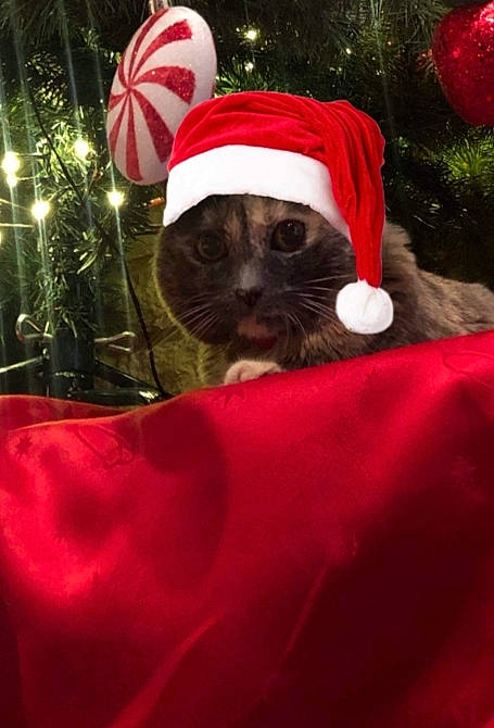 Mausi participe au concours pour gagner de l'argent avec cette photo : carmine, carnivore, cat, christmas, christmas_decoration, christmas_eve, christmas_ornament, christmas_tree, costume_accessory, costume_hat, felidae, fictional_character, fur, holiday, holiday_ornament, interior_design, red, small_to_medium_sized_cats, snout, whiskers
