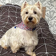 Luna a rejoint le concours — aidez-le/la à gagner de superbes lots ! animal, bandana, bed, bedspread, cozy, curious, cute, decor, dog, domestic_animal, fur, furry, indoor, leaf_pattern, patterned_bedspread, pet, sitting, small_dog, wallpaper, white_dog