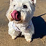 animal, beach, canine, closeup, cute, daytime, dog, ears, fur, harness, nose, outdoor, pet, playful, sand, shadow, small_dog, sunlight, tongue_out, white_dog
