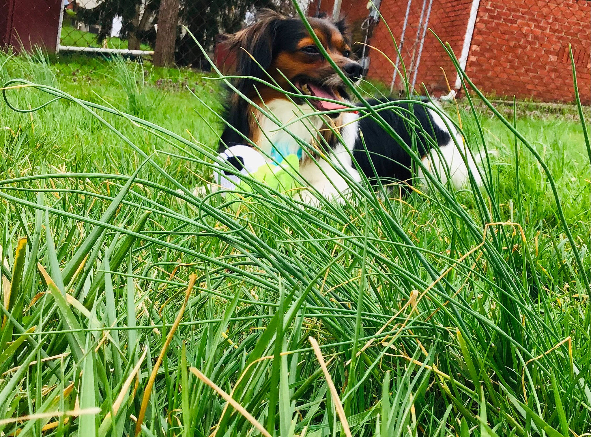 Jasper is registered to the contest to win money with this photo: carnivore, companion_dog, dog, dog_breed, fence, fur, grass, grass_family, grassland, green, groundcover, lawn, liver, mesh, pasture, plant, sporting_group, terrestrial_animal, wire_fencing, working_animal