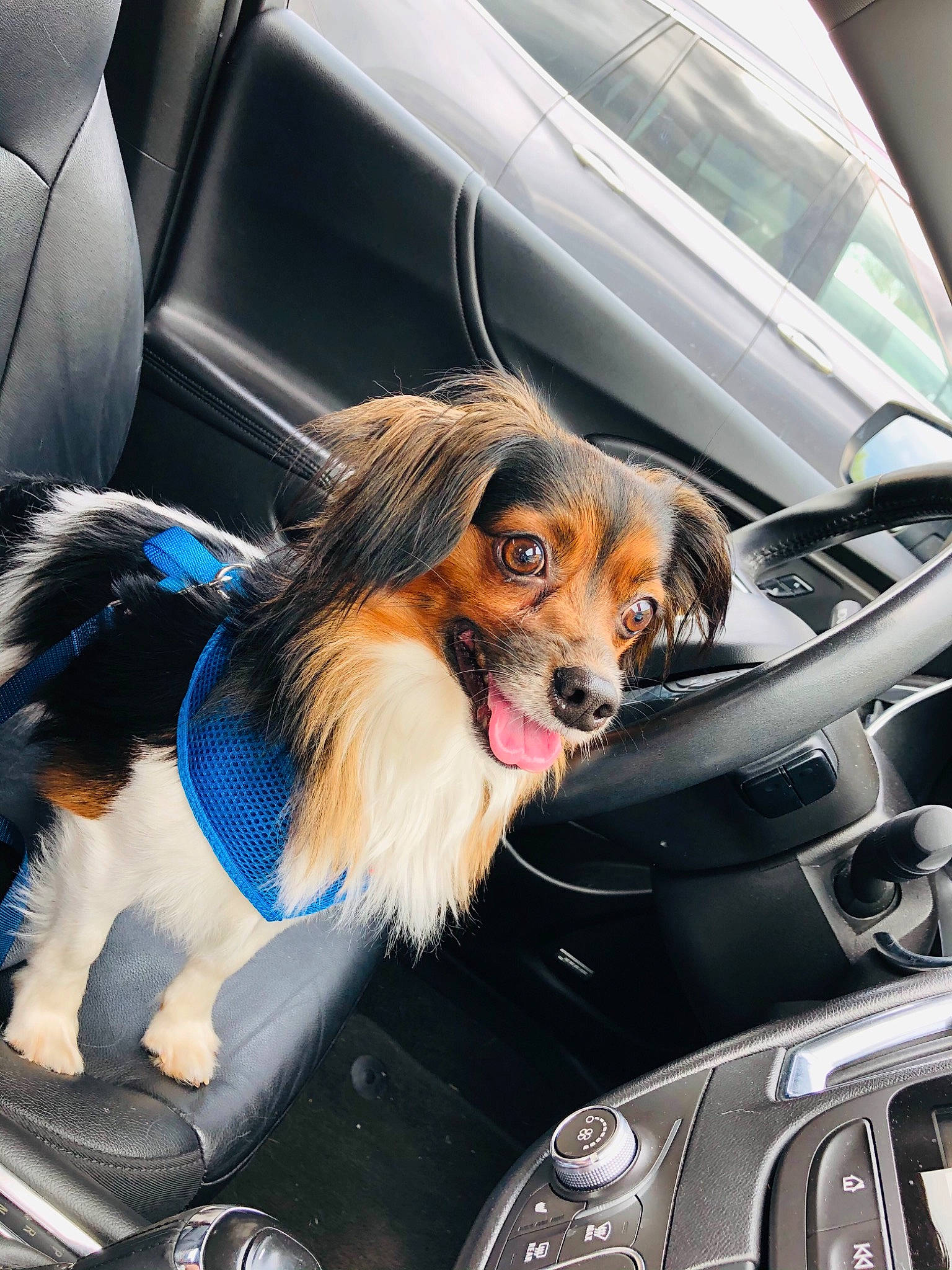 Jasper joined the competition — help win amazing prizes! auto_part, automotive_design, automotive_exterior, automotive_lighting, automotive_mirror, car, car_seat, carnivore, companion_dog, dog, dog_breed, hood, motor_vehicle, personal_luxury_car, snout, steering_wheel, street_fashion, vehicle, vehicle_door, windshield