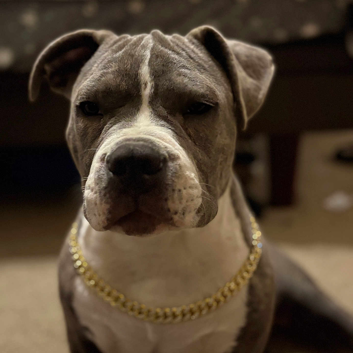 Cooper joined the competition — help win amazing prizes! animal, background_blur, brown, canine, carpet, chain, closeup, dog, domestic_animal, ears, expression, face, fur, gold_chain, indoor, mammal, pet, portrait, sitting, white
