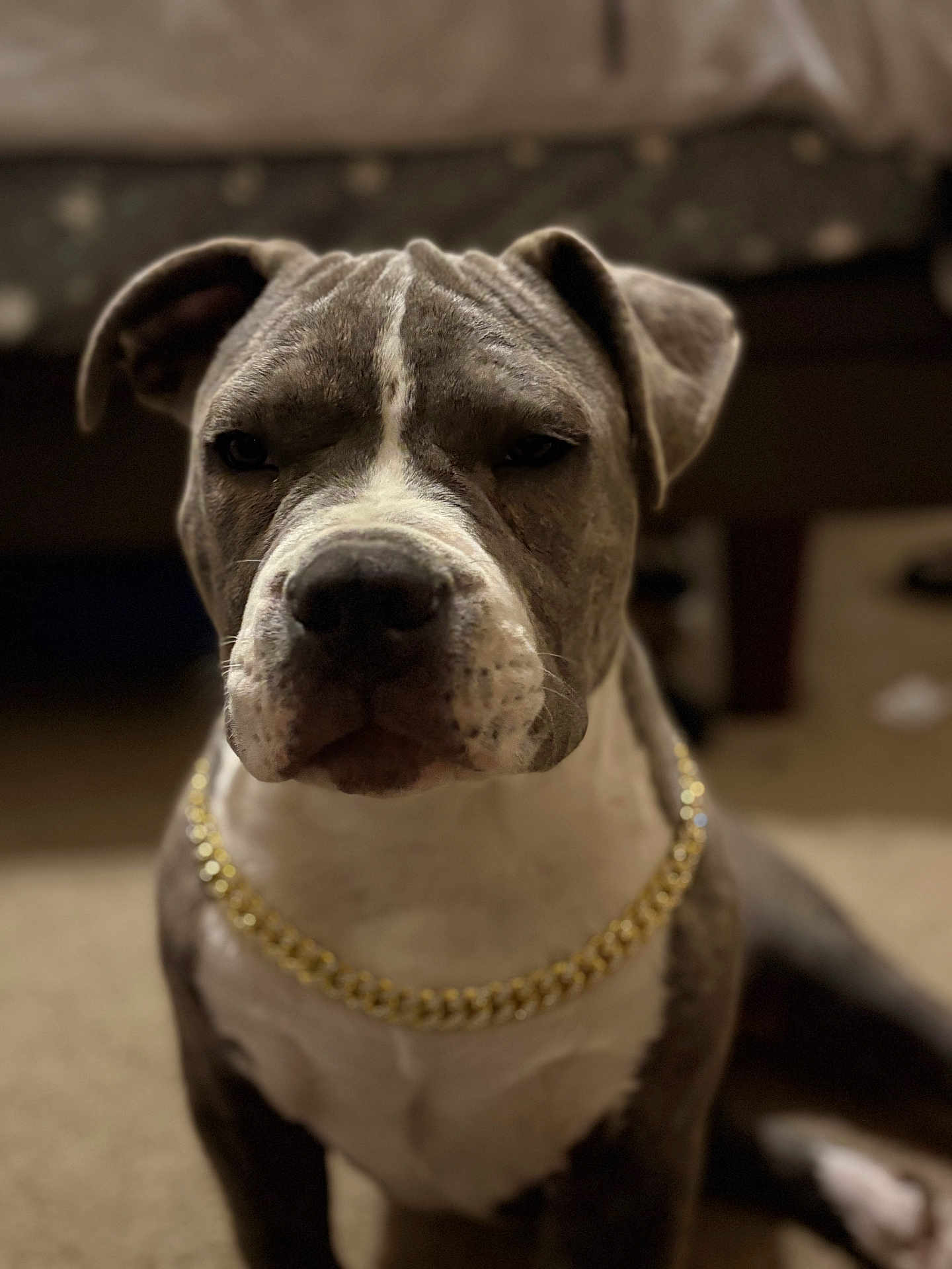 Cooper joined the competition — help win amazing prizes! dog, pet, indoor, chain, gold_chain, portrait, animal, sitting, carpet, brown, white, face, ears, fur, closeup, expression, background_blur, canine, domestic_animal, mammal